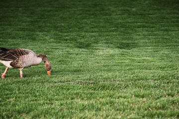 Greylage goose foraging for food in the grass in a green meadow.