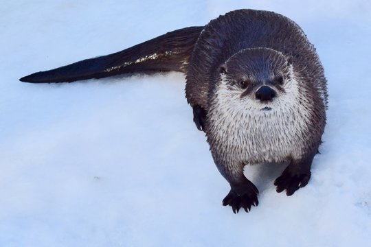 North American River Otter In Snow