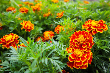 Beautiful orange red marigold flowers.