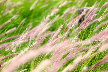 Blur of grassland background.