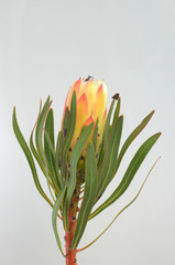 Protea flowers bunch. Blooming Green King Protea Plant over White background. Extreme closeup. Holiday gift, bouquet, buds. One Beautiful fashion flower macro shot. Valentine's Day gift - Image