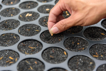 Add seed with black husk in Nursery tray