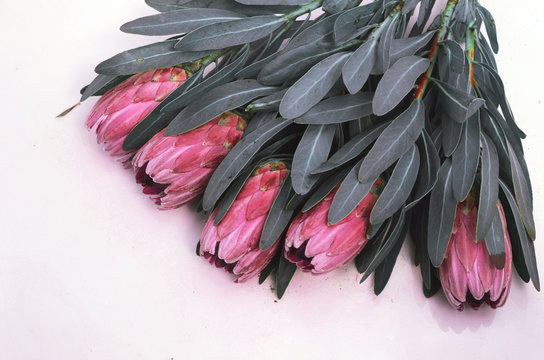 Protea flowers bunch. Blooming Pink King Protea Plant over White background. Extreme closeup. Holiday gift, bouquet, buds. One Beautiful fashion flower macro shot. Valentine's Day gift - Image © Aris