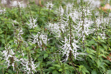 Orthosiphon aristatus, a type of herb is commonly grown in the country, Thailand.