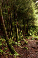 Green tropical forest of Sao Miguel Island, Azores, Portugal