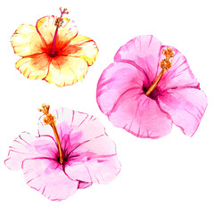 tropical flowers painted in watercolor, isolate on a white background. for compositions and printing, postcards