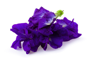 Close up of Butterfly pea flower isolated on a white background