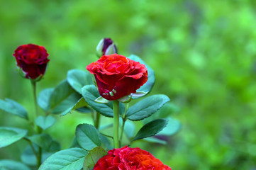 Art photo rose petals isolated on the natural blurred background. Closeup. For design, texture, background. Nature.