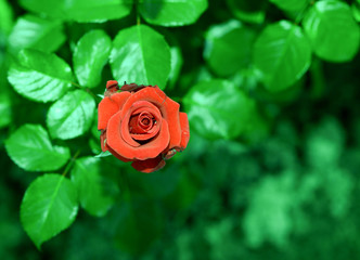 Art photo rose petals isolated on the natural blurred background. Closeup. For design, texture, background. Nature.