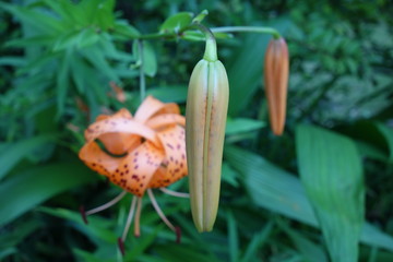 鬼百合のつぼみ