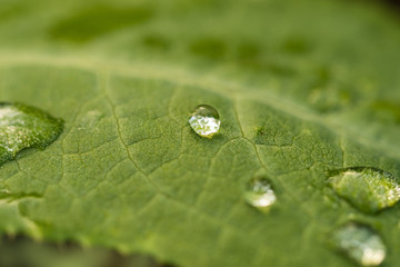 Water drops on green leaf for background. Leaves texture