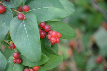 red berries on a branch