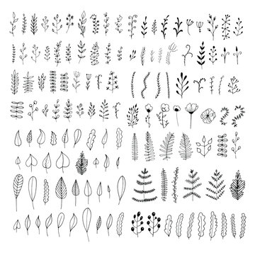 Big Vector Collection Of Flower Ornament Dividers Isolated On White Background. Hand Drawn Floral Decoration And Sketch Leaves