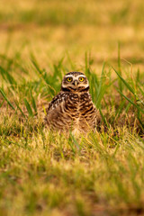  Look of an Argentine owl
