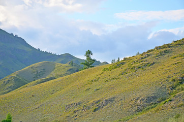 Obraz premium Landscape of the mountain of a plant and trees against the background of the sky with clouds