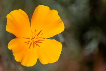 Betörender Duft der Frühlingsblumen im Gegenlicht des Sonnenscheins begrüßen Frühling und Sommer im Garten und zum Muttertag als duftende Geschenke und Augenschmeichler