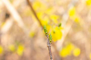 close up of forsythia buds