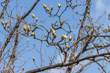 close up of magnolia buds