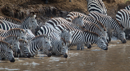 Fototapeta na wymiar Zebras In The Wild