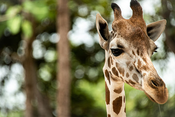Closeup curious beautiful Giraff face with blur nature background.
