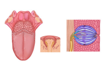 tongue and taste buds