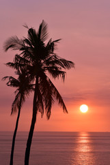 Obraz premium Silhouette of palm trees at sunset, Senggigi Beach, Lombok, Indonesia