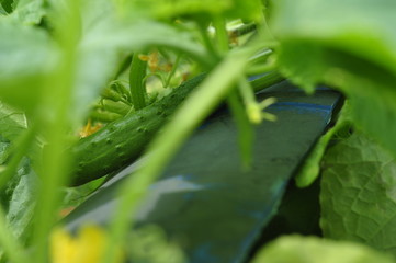 Growing cucumbers on homemade beds are environmentally friendly