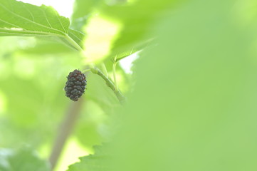 Black homemade mulberry growing on the tree ripe young