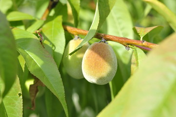 Slightly unripe peaches ripen on a tree in the sun