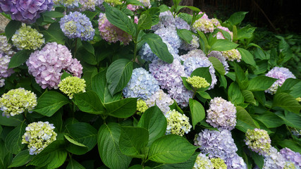 hydrangea