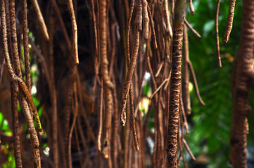  Hanging palm branches with blurred background.