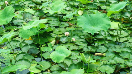 lotus flower