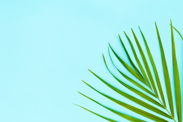 Green leaves of palm tree on blue background, Creative layout for your ideas.