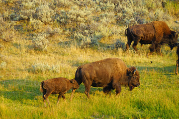 A mother bison and her calf in the grass in Yellowstone National Park, Wyoming © eqroy