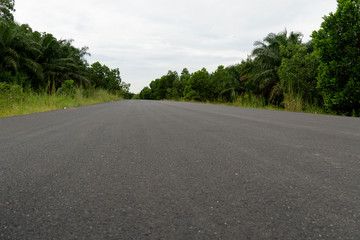 Fototapeta na wymiar Direct road made from new smooth asphalt on a path full of nature, green trees