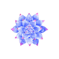 Rosette shaped succulents Echeveria design set. Purple, pink, blue colored flowers on white. Desert decorative plants collection. Watercolor style. All elements are isolated and editable