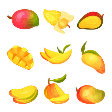 Set of images of mango. Vector illustration on white background.