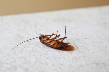 Dead Cockroach isolated on floor