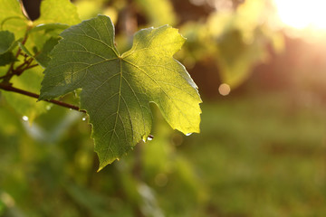 grape leaf after the rain. sunset evening vineyard