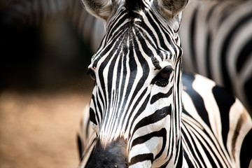Naklejka premium Closeup potrait beautiful Zeabra looking at the camera isolated on blur background.
