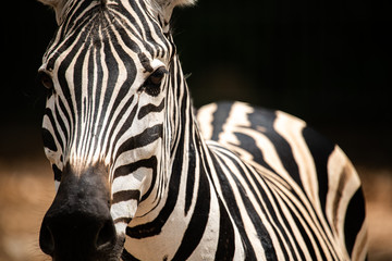 Closeup potrait beautiful Zebra looking at the camera isolated on blur background.