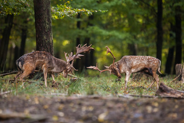 Two aggressive male mammal fallow deer, dama dama, fighting against each other in the summer with...