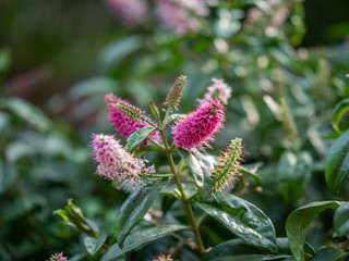 Flowers on display in Singapore