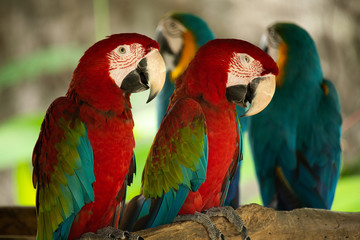 Group of red parrot Scarlet Macaws ,Ara Ararauna and Green Winged Macaw or Ara Chloroptera with blur nature background.