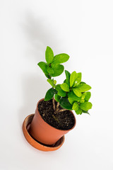 Ficus microcarpa. Home indoor bonsai plant.