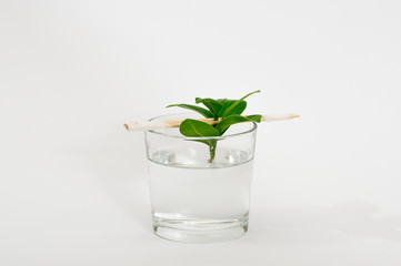 Ficus microcarpa. Home indoor bonsai plant.