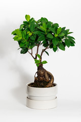 Ficus microcarpa. Home indoor bonsai plant.
