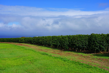 A coffee plantation in Kaanapali, Maui, Hawaii