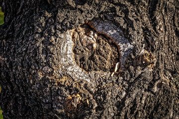 Texture of wood