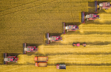 Plakat Harvesters and other agricultural machinery lined up in a diagonal for harvesting wheat top view from the quadcopter